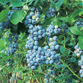 Blueberry Bluegold - Vaccinium corymbosum, Fruit-Bearing Shrub (30-40cm Height Including Pot)
