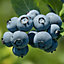 Blueberry Bluegold - Vaccinium corymbosum, Fruit-Bearing Shrub (30-40cm Height Including Pot)
