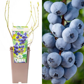 Blueberry Brigitta - Vaccinium corymbosum, Fruit-Bearing Shrub (30-50cm Height Including Pot)