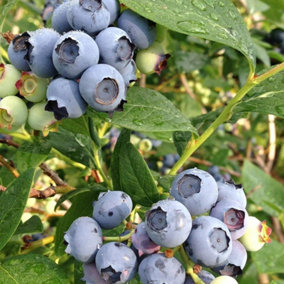 Blueberry Bush 'Chandler' Plant in 1.5L Pot - Heavy Cropping Vaccinium - Tasty Fruit