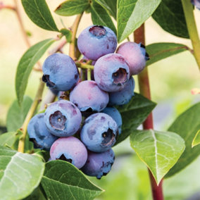 Blueberry Bush 'Patriot' Plant in 1.5L Pot - Heavy Cropping Vaccinium - Tasty Fruit