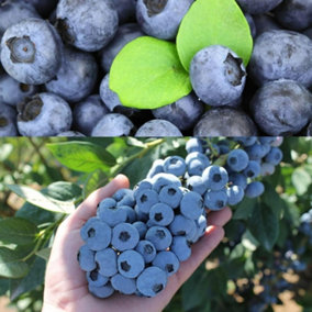 Blueberry Bush 'Titanium' in 1.5L Pot - New Variety - Delicious Large Fruit