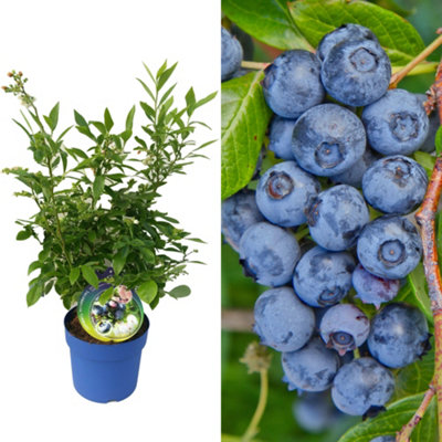 Blueberry Corymbosum - Vaccinium corymbosum, Fruit-Bearing Shrub (30 ...