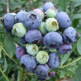 Blueberry Darrow Fruit Bush Late Season Fruiting Berry Shrub Plant 2L Pot