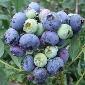 Blueberry Darrow - High-Yield, Disease-Resistant, Delicious Berries (30-40cm Height Including Pot)