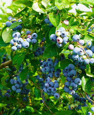 Blueberry Duke - Award Winning Blueberry Plant | DIY at B&Q