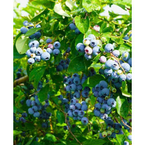 Blueberry Duke - Award Winning Blueberry Plant