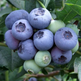 Blueberry Duke Fruit Vaccinium Early Season Fruiting Berry Shrub Plant 2L Pot