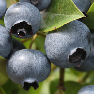 Blueberry Duke - High-Yield, Large Berries, Cold-Hardy (20-30cm Height Including Pot)