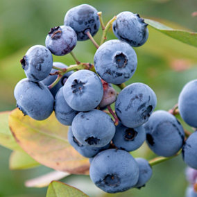 Blueberry Elliott - Abundant Berries, Compact Growth, Hardy (30-40cm Height Including Pot)