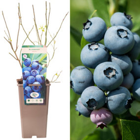 Blueberry Jersey - Vaccinium corymbosum, Fruit-Bearing Shrub (30-50cm Height Including Pot)