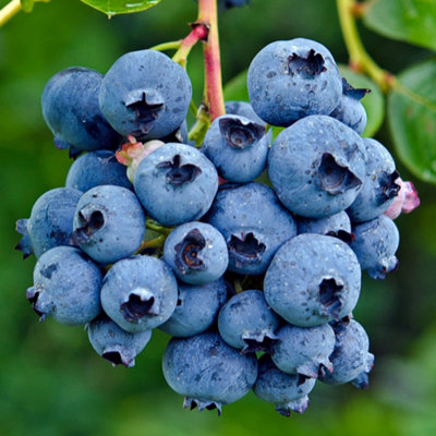 Blueberry Miniblue Vaccinium Corymbosum Grow Your Own Garden Ready ...