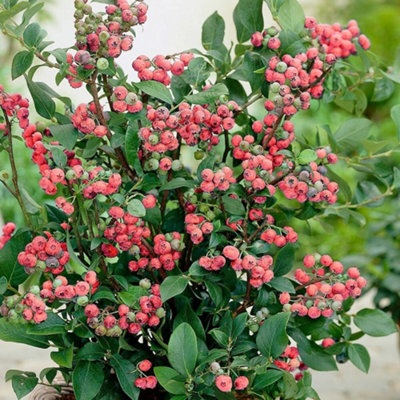 Blueberry Pink Lemonade Pinkberry Fruit Bush Vaccinium Berry Shrub Plant 2L Pot