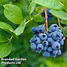 Blueberry Plant Rubel 1.5 Litre Potted Plant x 1