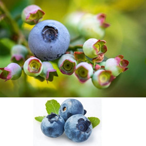 Blueberry Sunshine Blue Plant - Vaccinium in 9cm Pot - Ready to Plant