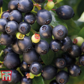 Blueberry (Vaccinium) Berry Bux 10.5cm Potted Plant x 1