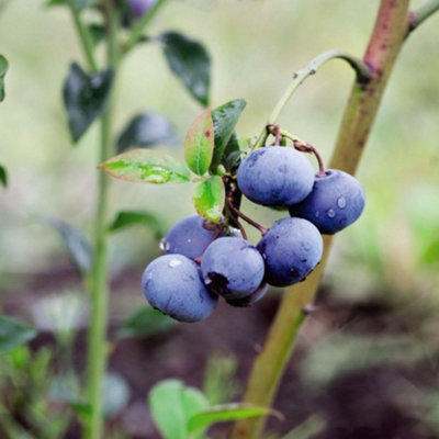 Blueberry (Vaccinium) Bluegold 9cm Pot x 1