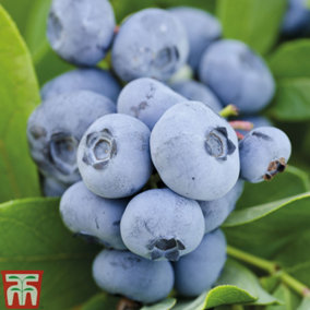 Blueberry (Vaccinium) Chandler 1.5L Potted Plant x 1