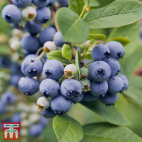 Blueberry (Vaccinium) Spartan 3L Potted Plant x 1