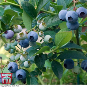 Blueberry (Vaccinium) Top Hat 9cm Potted Plant x 1