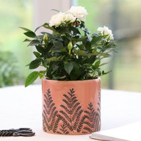 Blush Pink Fern Ceramic Summer Indoor Outdoor Garden Planter Pot