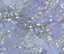 Bobbi Beck eco-friendly Purple van gogh almond blossom wallpaper