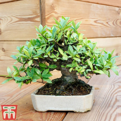 Bonsai Carmona In Ceramic With Saucer 12cm Potted Plant x 2
