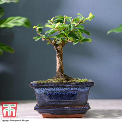 Bonsai Carmona In Ceramic With Saucer 12cm Potted Plant x 2