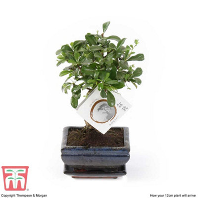 Bonsai Carmona In Ceramic With Saucer 12cm Potted Plant x 2 - 3