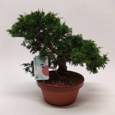 Bonsai Juniperus, 19cm Pot Size, 30cm Tall, Juniper, Indoor Houseplant