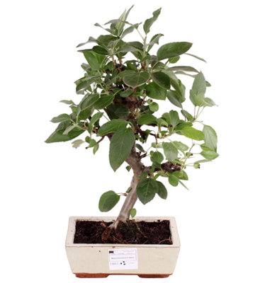 BONSAI MALUS DOMESTICA KERAMIE, 20CM POT SIZE, 45CM TALL, CERAMIC APPLE  BONSAI, INDOOR HOUSEPLANT