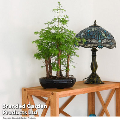 Bonsai Metasequoia Forest Mix - Supplied in Oval Ceramic 16cm Pot  x 1