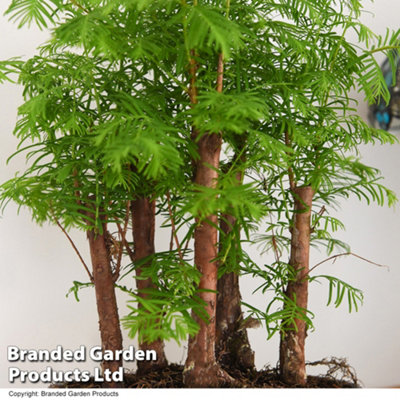 Bonsai Metasequoia Forest Mix - Supplied in Oval Ceramic 16cm Pot  x 1