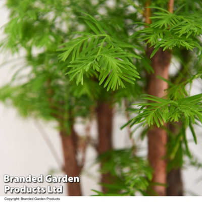 Bonsai Metasequoia Forest Mix - Supplied in Oval Ceramic 16cm Pot  x 1 - 3