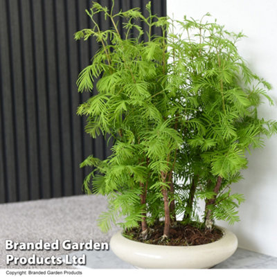 Bonsai Metasequoia Forest Mix - Supplied in Oval Ceramic 16cm Pot  x 1 - 4