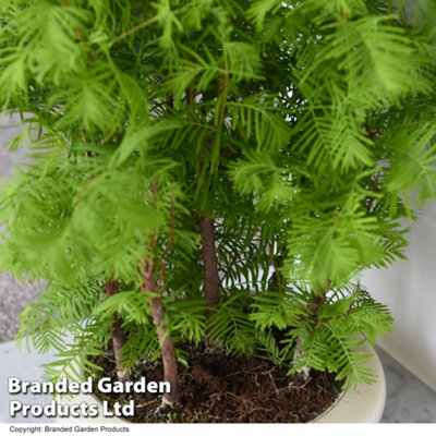 Bonsai Metasequoia Forest Mix - Supplied in Oval Ceramic 16cm Pot  x 1 - 5