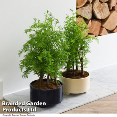 Bonsai Metasequoia Forest Modern Royal 15cm Pot x 1