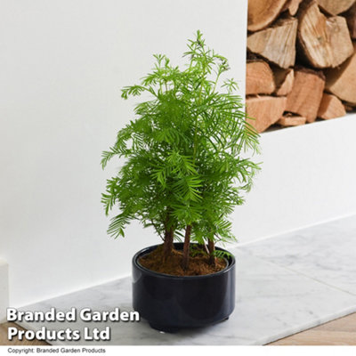 Bonsai Metasequoia Forest Modern Royal 15cm Pot x 1