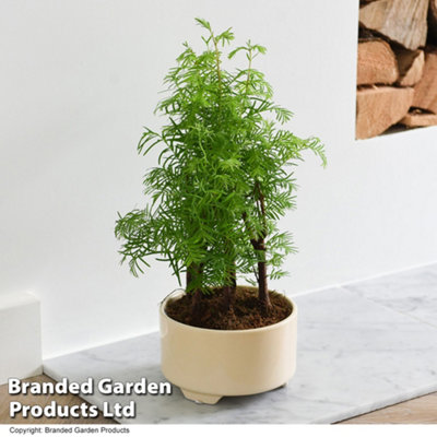 Bonsai Metasequoia Forest Modern Royal 15cm Pot x 1 - 3
