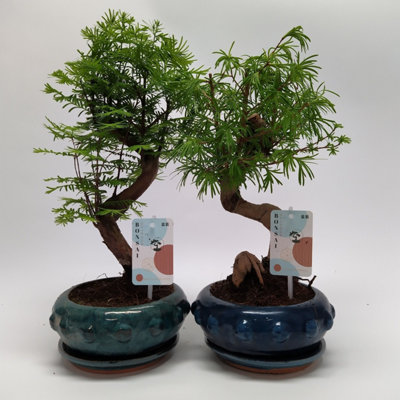 garnelen bonsai NEU! - Bonsai-Garden
