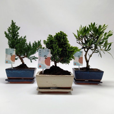 Bonsai Mixed Mediterranean, 15cm Pot Size, 28cm Tall, Olive, Indoor Houseplant