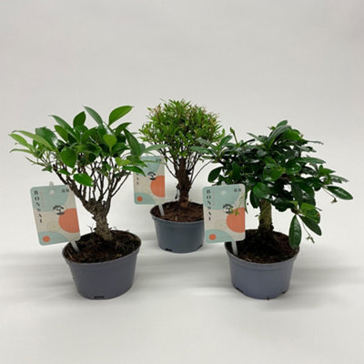 Bonsai Mixed Teeltpot, 10cm Pot Size, 22cm Tall, Bonsai, Indoor Houseplant