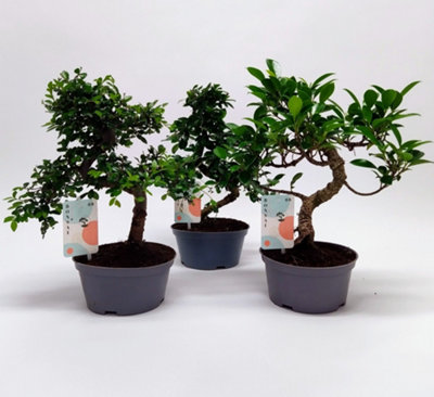 Bonsai Mixed Teeltpot, 16cm Pot Size, 35cm Tall, Jade, Indoor Houseplant