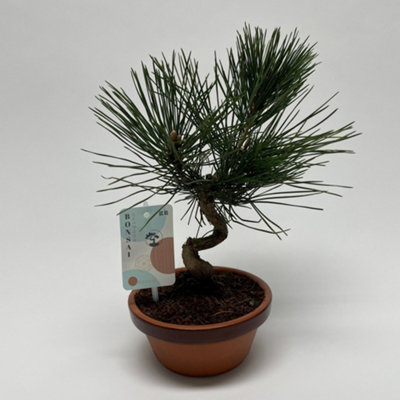 BONSAI PINUS THUNBERGII, 15CM POT SIZE, 30CM TALL, BLACK PINE, INDOOR  HOUSEPLANT