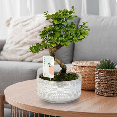 jade plant container Jade Plant with Self-Watering Pot – plantswalay