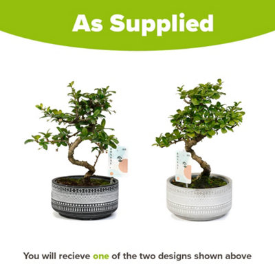 Bonsai Tree In A Decorative Tribal Ceramic Dish
