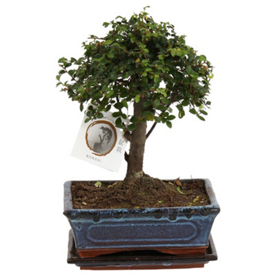 Bonsai Zelkova Parvifolia Kera, 20cm Pot Size, 30cm Tall, Elm, Indoor  Houseplant