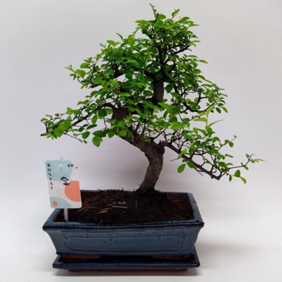 Bonsai Zelkova Traditional Ker, 25cm Pot Size, 45cm Tall, Bonsai, Indoor Houseplant