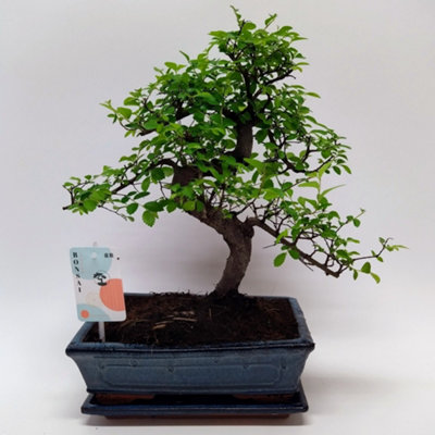 BONSAI ZELKOVA TRADITIONAL KER, 25CM POT SIZE, 45CM TALL, BONSAI, INDOOR  HOUSEPLANT