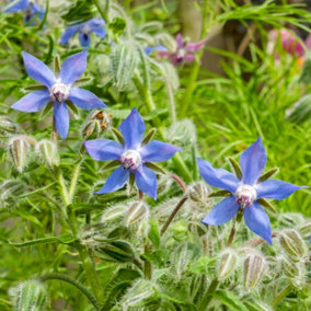Borage Herb Plant - Edible, Easy to Grow, Blue Star-Shaped Flowers (5-15cm Height Including Pot)